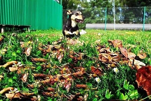 Maleńka Tipsi do adopcji!,  małopolskie Tarnów