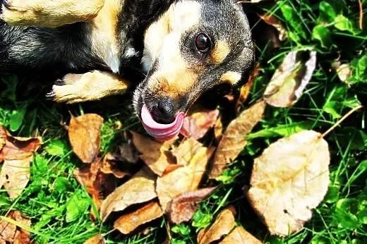 Maleńka Tipsi do adopcji!,  małopolskie Tarnów