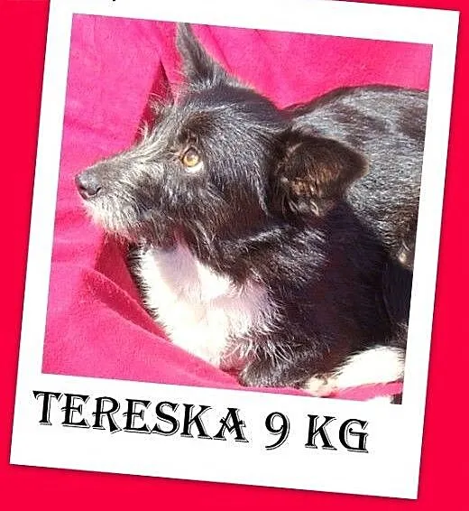 9 kg,łagodna,spokojna szorstkowłosa suczka TERESKA