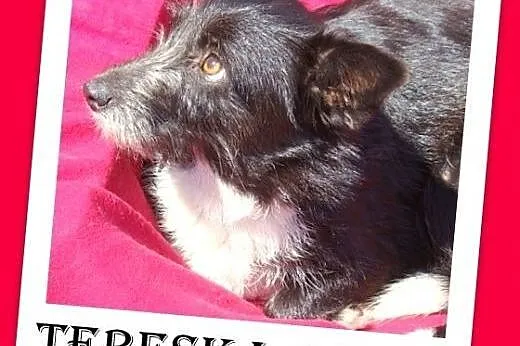 9 kg,łagodna,spokojna szorstkowłosa suczka TERESKA