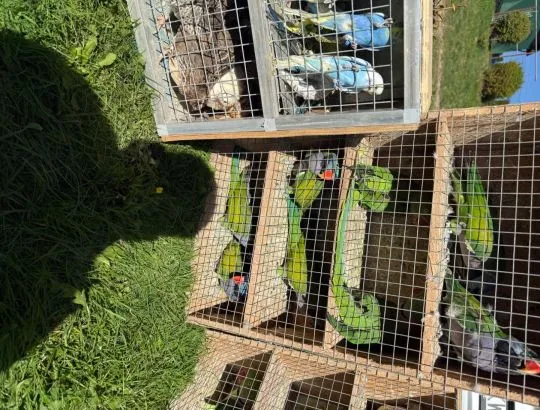 Sprzedam papugi od falistej po aleksandretty duży wybór, , Wieliczka