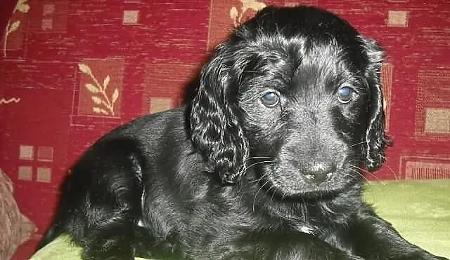 Spanielka