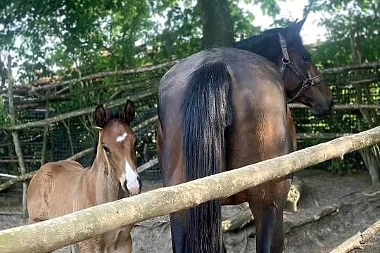 Sprzedam klacz i ogierka, Świętokrzyskie, Lubcza