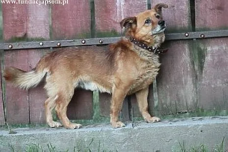 Feluś- HeyTy! PSIgarniesz mnie,  mazowieckie Nowy 