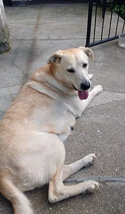 Pilnie potrzebny dom dla labradorki, Labrador ret