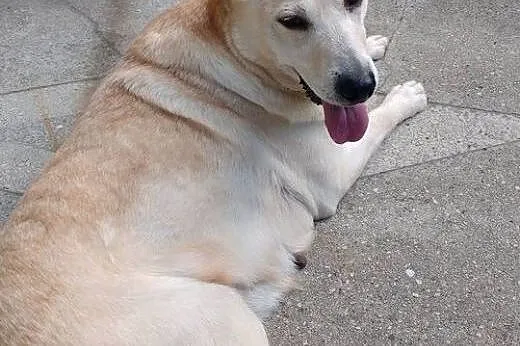 Pilnie potrzebny dom dla labradorki,  Labrador ret