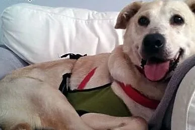 Pilnie potrzebny dom dla labradorki,  Labrador ret