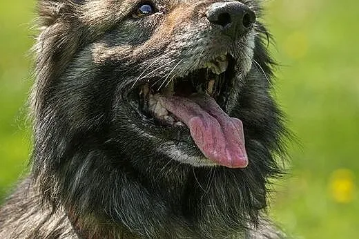 Owczarkowaty Szejk czeka na dom,  Owczarek niemiec