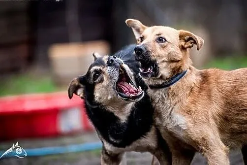 LORI-piękna sunia do adopcji!,  śląskie Katowice
