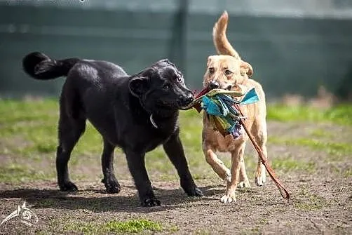 LORI-piękna sunia do adopcji!,  śląskie Katowice