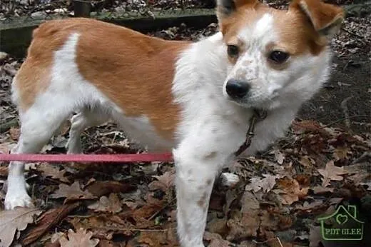 RUDZIK - piękny, niewielki, 2 letni piesek szuka domu!,  mazowieckie Warszawa