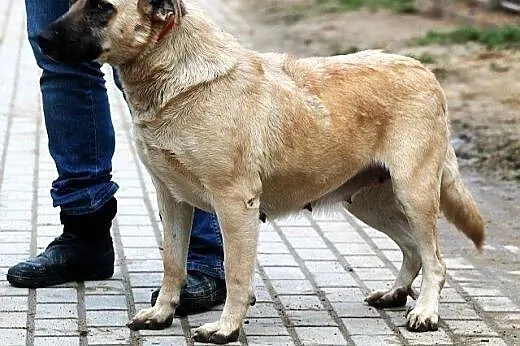 MATYLDA bardzo urocza, łagodna, sympatyczna sunia,