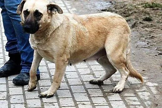 MATYLDA bardzo urocza, łagodna, sympatyczna sunia,