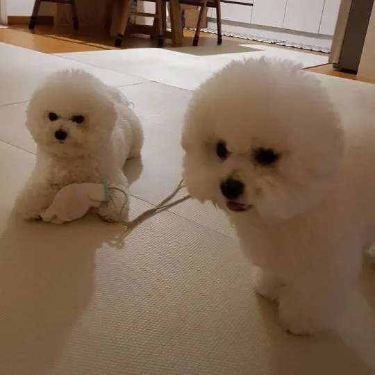 Wesołe szczenięta rasy bichon frise gotowe na nowy dom................., , Dituva