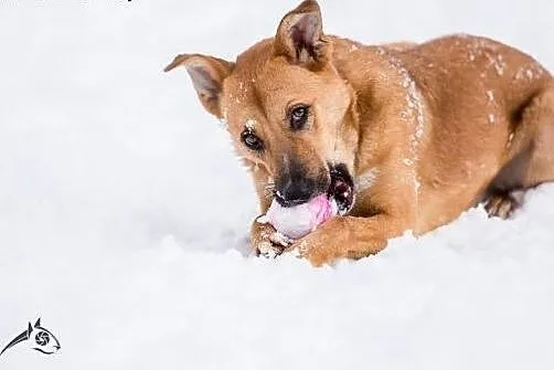 LORI- poleca się do adopcji!,  dolnośląskie Wrocła