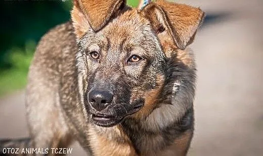 OTOZ Animals - Kama - cudowna suczka wilczurek szc
