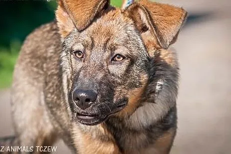 OTOZ Animals - Kama - cudowna suczka wilczurek szc