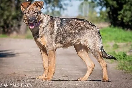 OTOZ Animals - Kama - cudowna suczka wilczurek szc