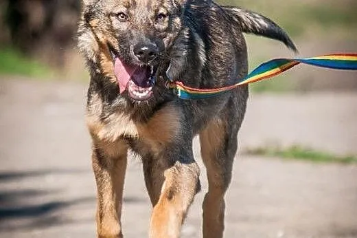 OTOZ Animals - Kama - cudowna suczka wilczurek szc