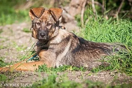 OTOZ Animals - Kama - cudowna suczka wilczurek szc