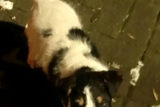 Sprzedam Fox teriera szczeniakka, Podkarpackie, Stalowa Wola