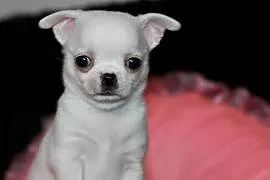 Chihuahua chłopiec ZKwP FCI