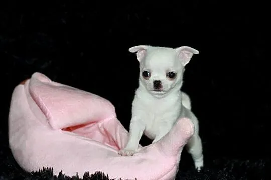 Chihuahua chłopiec ZKwP FCI, Zachodniopomorskie, Świnoujście