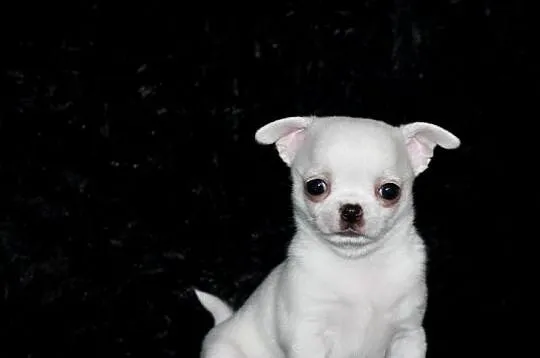 Chihuahua chłopiec ZKwP FCI, Zachodniopomorskie, Świnoujście