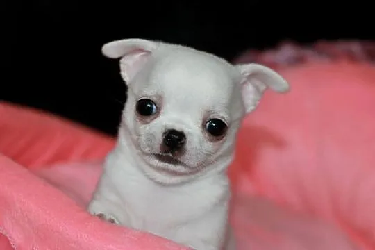 Chihuahua chłopiec ZKwP FCI, Zachodniopomorskie, Świnoujście