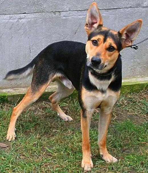 JAY-JAY aktywny psiak w typie owczarka do adopcji,