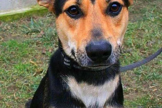 JAY-JAY aktywny psiak w typie owczarka do adopcji,