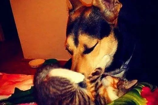 JAY-JAY aktywny psiak w typie owczarka do adopcji,