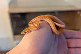 Wąż mahoniowy albino t+