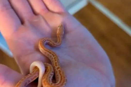 Wąż mahoniowy albino t+, Warmińsko-mazurskie, Olsztyn