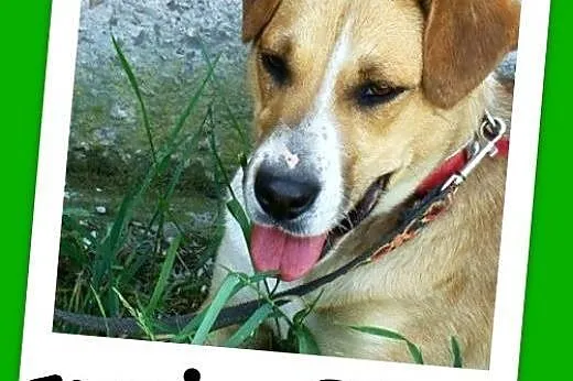 12 m-cy,aktywna, łagodna, towarzyska przytulaśna ORA .Adopcja.,  dolnośląskie Wrocław