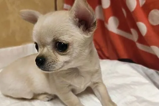 Sunia Chihuahua FCI
