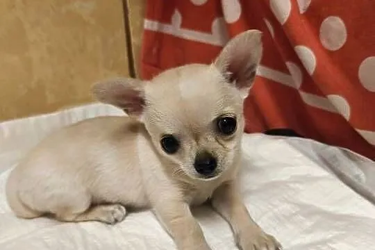 Sunia Chihuahua FCI, Kujawsko-pomorskie, Laskowice