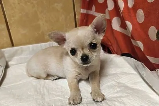 Sunia Chihuahua FCI, Kujawsko-pomorskie, Laskowice