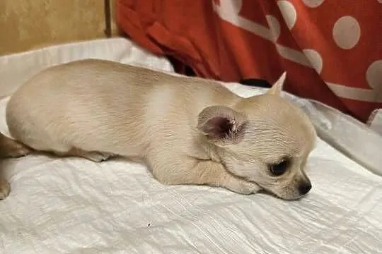 Sunia Chihuahua FCI, Kujawsko-pomorskie, Laskowice