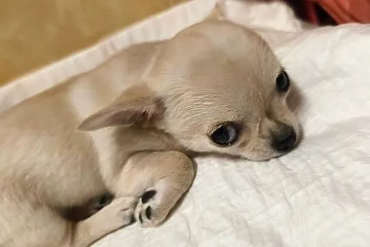 Sunia Chihuahua FCI, Kujawsko-pomorskie, Laskowice