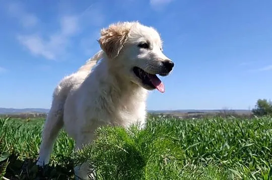 Rasowa suczka XJA ee-red Border Collie z pełną dok. przebadani rodzice