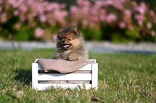 szpic miniaturowy / pomeranian / boo / samiec / fci