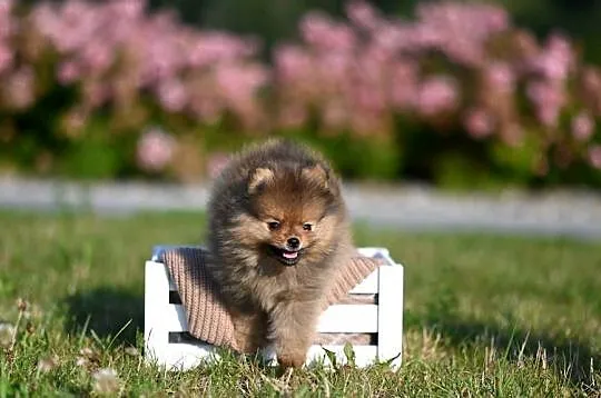 szpic miniaturowy / pomeranian / boo / samiec / fci, Małopolskie, Nowy Sącz