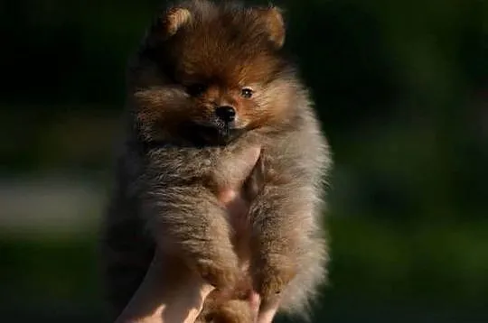 szpic miniaturowy / pomeranian / boo / samiec / fci, Małopolskie, Nowy Sącz
