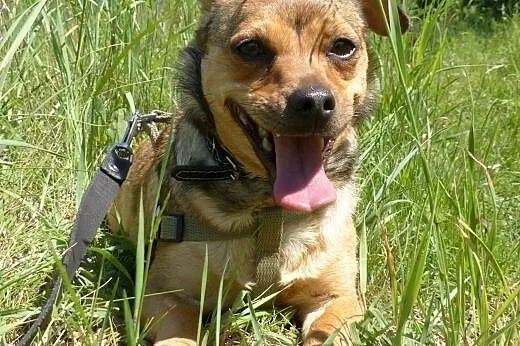 Pestka, czyli 4 kilogramowa sunia szuka domu,  maz