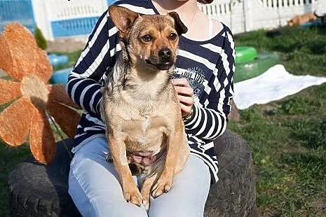 Pestka, czyli 4 kilogramowa sunia szuka domu,  maz