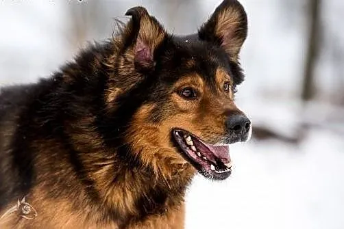 BROOKLYN - wspaniały, dostojny i wyjątkowy jegomoś