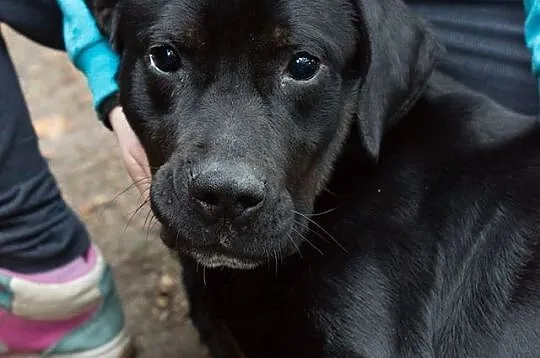 Czarny pies w typie labradora do kochania
