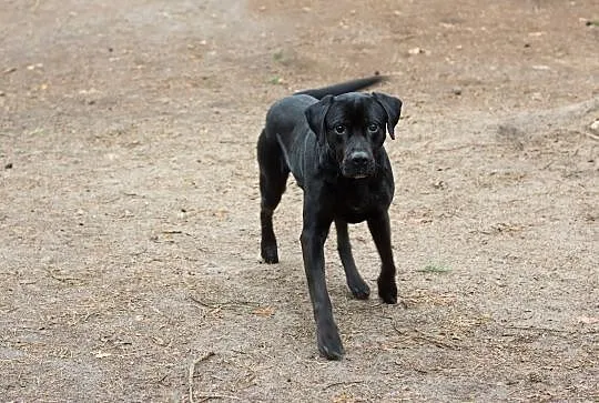 Czarny pies w typie labradora do kochania
