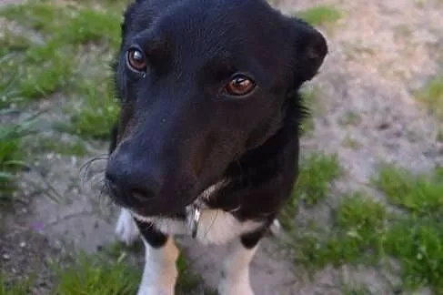 OFKA nieduża, młodziutka sunia idealna szuka domu,